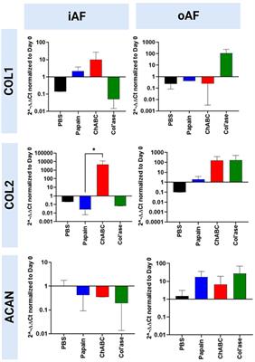 Chemonucleolysis combined with dynamic loading for inducing degeneration in bovine caudal intervertebral discs